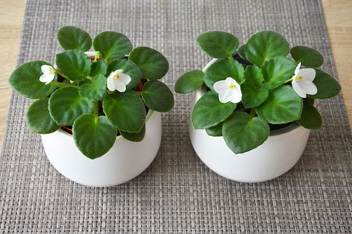 White African violets in pots. Potted houseplants on the table