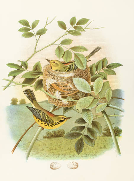 istock Beautiful Nest and Birds illustration. Prairie Warble 1475398859
