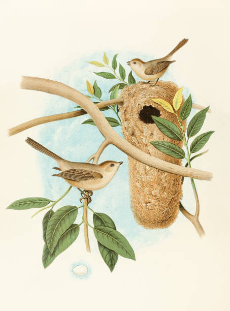 istock Beautiful Nest and Birds illustration. Least Tit 1475398862
