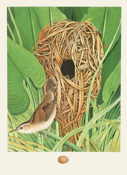 istock Beautiful Nest and Birds illustration. Long Billed Marsh Wren 1475398868