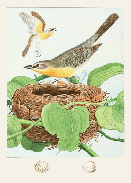 istock Beautiful Nest and Birds illustration. Yellow-Breasted Chat 1475398877