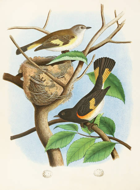 istock Beautiful Nest and Birds illustration. American Redstart 1475398885