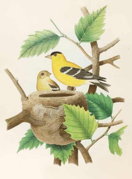 istock Beautiful Nest and Birds illustration. American Goldfinch 1475398888