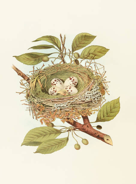 Antique bird nest illustration.Beautiful colored lithographic plate from an Antique book of nests, eggs and birds (1882)