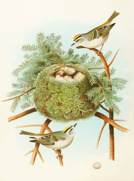 istock Beautiful Nest and Birds illustration. Golden-crowned Kinglet 1475398949