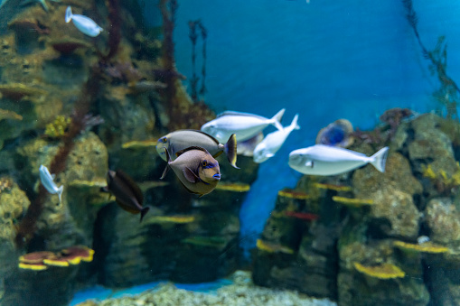 Free swimming tropical ornamental fish in glass wall