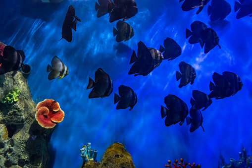 Tropical ornamental fish in the aquarium