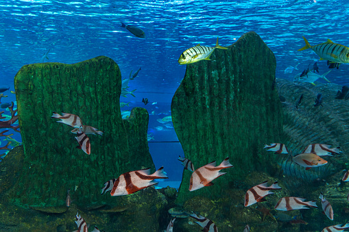 Tropical ornamental fish in the aquarium