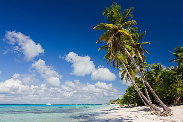 istock Coconut Palm Trees on the Tropical Beach, Caribbean Sea 147539947
