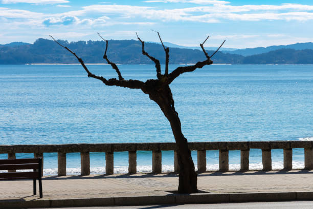 istock No leaves tree in Sangenjo, Sanxenxo 1475399862