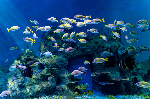 A school of tropical ornamental fish kept in captivity in the aquarium