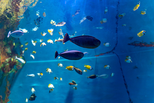 A school of tropical ornamental fish kept in captivity in the aquarium