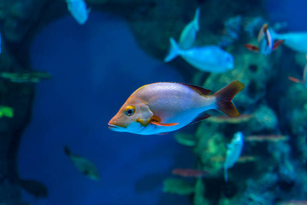 istock A tropical ornamental fish swimming in a glass wall 1475400086