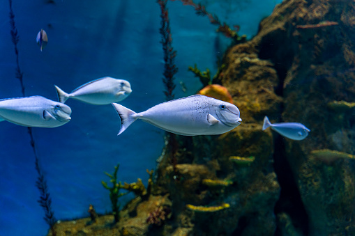 A tropical ornamental fish swimming in the glass wall of the aquarium