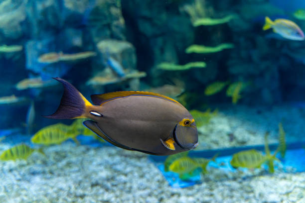 istock Tropical ornamental fish in the aquarium 1475400210