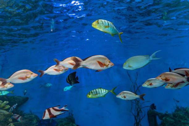 istock Tropical ornamental fish in an aquarium 1475400908