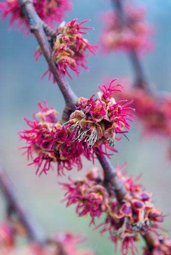 red maple flowers ( Acer rubrum ) in early spring