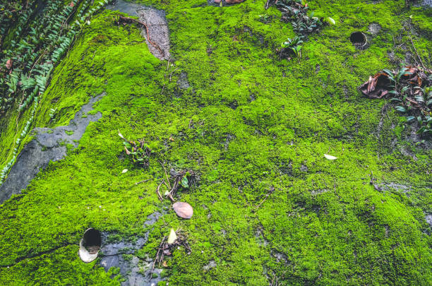 istock a Close up green moss texture, background. Green texture 1475402464
