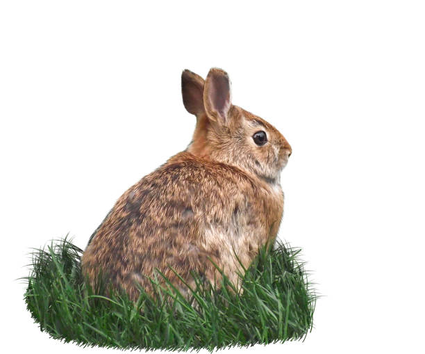 Side view of cute bunny rabbit sitting in green grass isolated cutout on white background