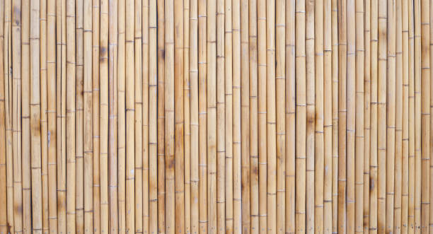 istock Yellow bamboo texture. Dried bamboo wall or fence background 1475404481
