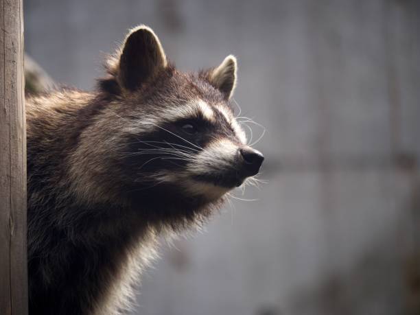 istock Portrait of raccoon 1475409672