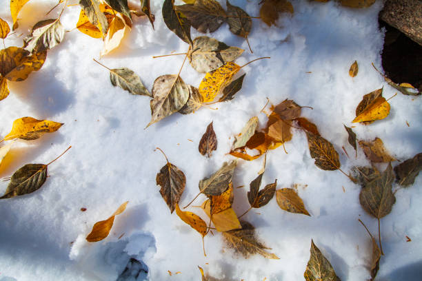 A close-up of a single yellow autumn leaf lying on freshly fallen snow, showcasing the leaf's detailed texture and the soft crystalline structure of the snow surrounding it. The leaf has slightly curled edges, with some brown discoloration, hinting at the change of season