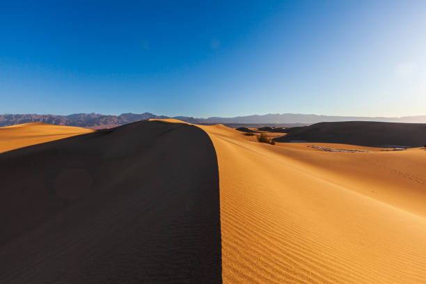 Desert sand dune curves and patterns in early morning light. Photographed in Death Valley.