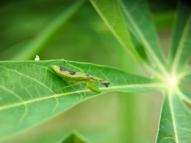 sauterelle sur une feuille - locust invasion photos et images de collection