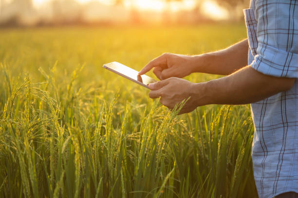 istock Farmer working in the rice field. Man using using digital tablet to examining, planning or analyze on rice plant after planting. Agriculture business concept 1475418021