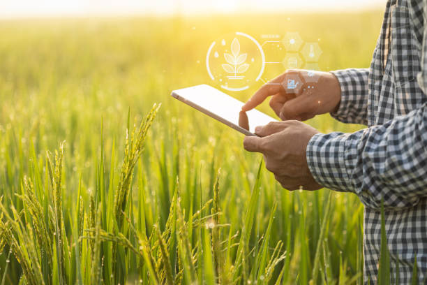 istock Farmer working in the rice field. Man using digital tablet to examining, planning or analyze on rice plant after planting. Agriculture business concept 1475418194
