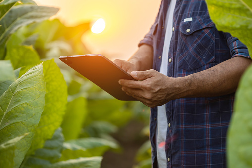 Asian farmer working in the tobacco field. Man is examining and using digital tablet to management, planning or analyze on tobacco plant after planting. Technology for agriculture Concept