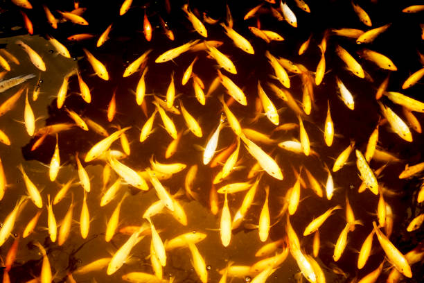 A Cluster of small carp swimming in a pond