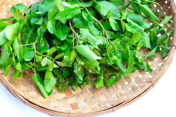 istock Brazilian peppertree leaves on white background. 1475418351