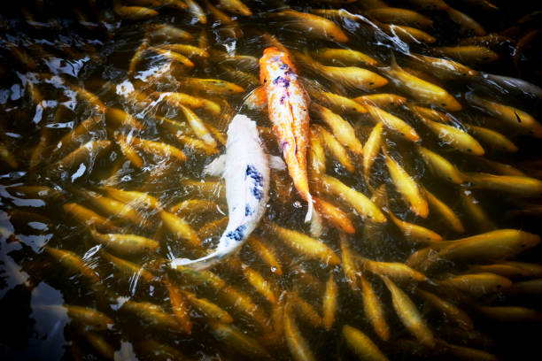 Tilapia and koi fish in the pond