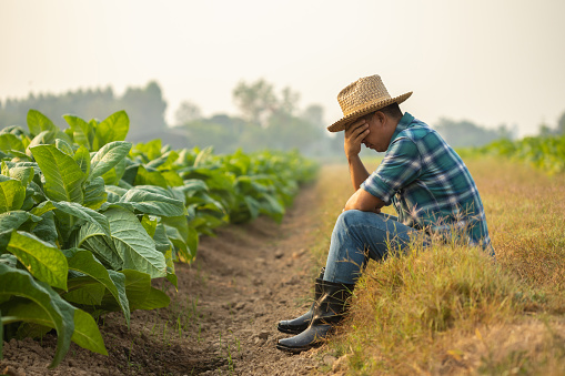 Fail, unsuccessful or very tired farmer concept. Asian farmer is working in the field of tobacco tree, sitting and feeling quite bad, sick and headache. Agriculture business concept