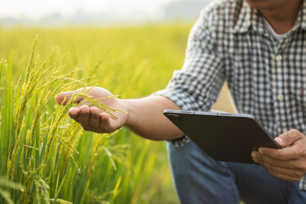 istock Farmer working in the rice field. Man using using digital tablet to examining, planning or analyze on rice plant after planting. Agriculture business concept 1475419697