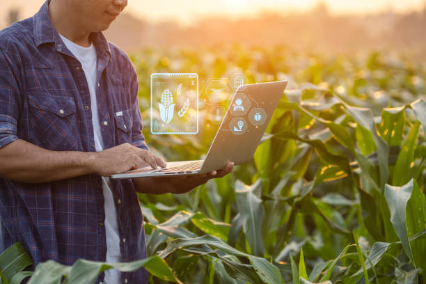 istock Farmer using digital tablet in corn crop cultivated field with smart farming interface icons and light flare sunset effect. Smart and new technology for agriculture business concept. 1475419822