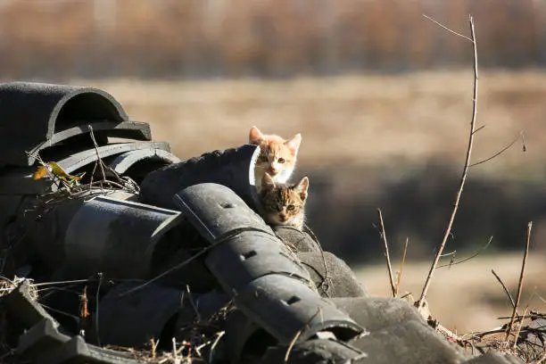 Photo of Two stray kittens hidding in a pile of rooftiles in the DMZ.