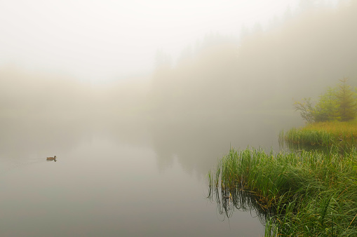 Little misty lake with a lone duck