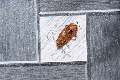 Cockroach upside down on the floor