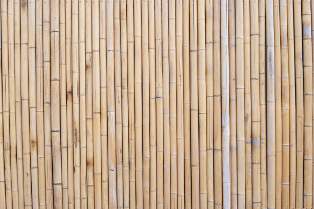 istock Yellow bamboo texture. Dried bamboo wall or fence background 1475424125