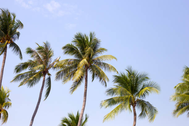 istock Coconut palm trees with blue sky 1475424180
