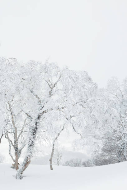 istock Snow covered tree in cold winter landscape 1475424445
