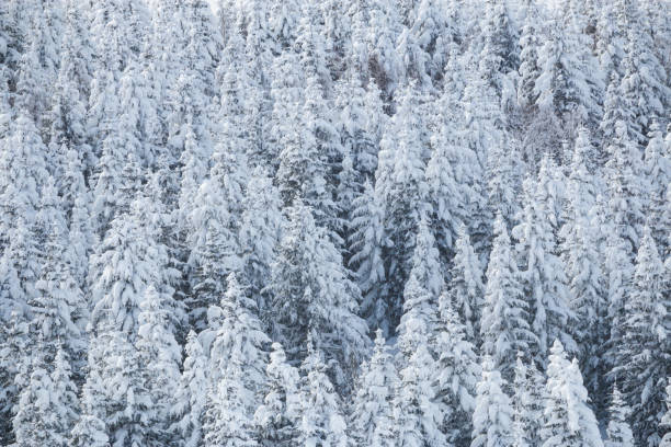 istock White snow on evergreen trees in a forest 1475424488