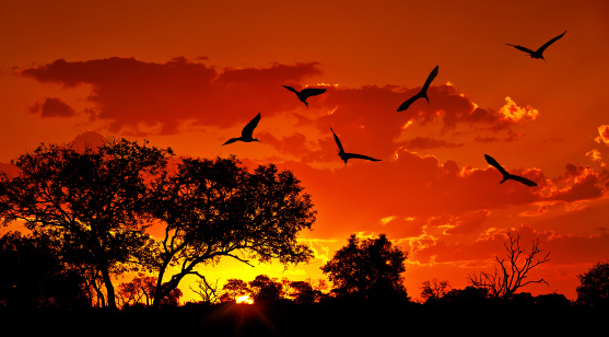 Landscape of Africa with warm sunset, beautiful nature, dramatic red sky, silhouettes of big Ibis birds, wildlife safari, Eco travel and tourism, South Africa, Kruger national park, Sabi Sand