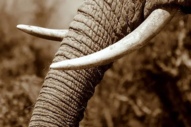 A big elephant with nice uneven tusks. Close up of the trunk and tusks.