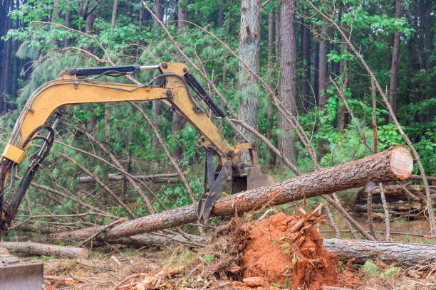 istock In order to prepare land for housing construction development, uprooting trees using a tractor manipulator lifts logs to prepare land for a deforestation project. 1475428084