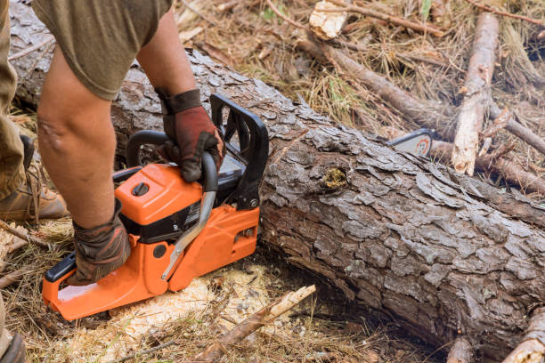 istock In the process of cutting down trees, an employee is using a chainsaw to cut trees. This resulted in the destruction of the forest as a result of the activity. 1475428117