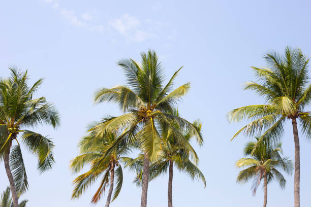 istock Coconut palm trees with blue sky 1475428171