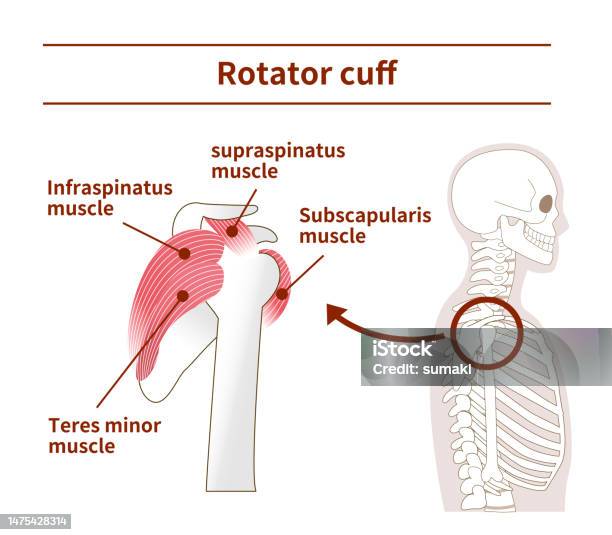 Illustration Of The Anatomy Of The Rotator Cuff From Tthe Side Stok ... Biology Diagrams